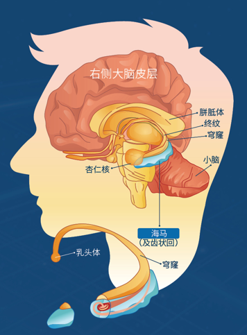 “过目不忘”的“天才大脑”如何练就？为何有些记忆我们越想忘记，却记得更深更久？