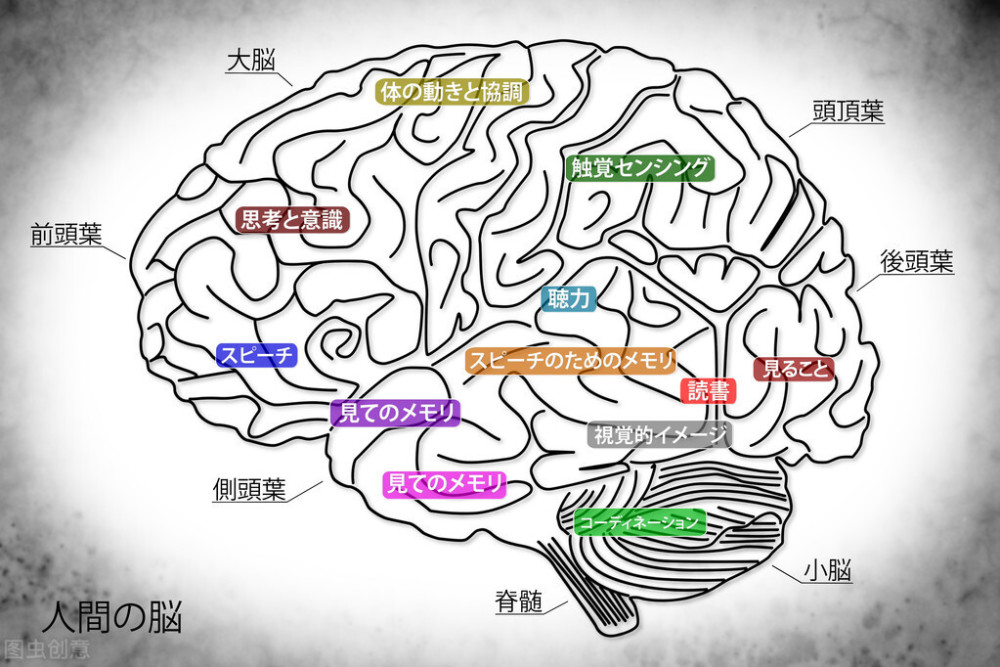 《哈佛长时记忆》：年轻人健忘，就差一个提高记忆力的好方法