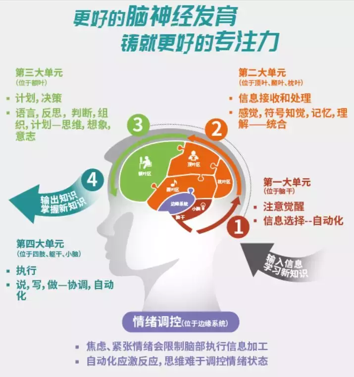 孩子背书吃力，不爱阅读，学过就忘？提升专注力是关键！