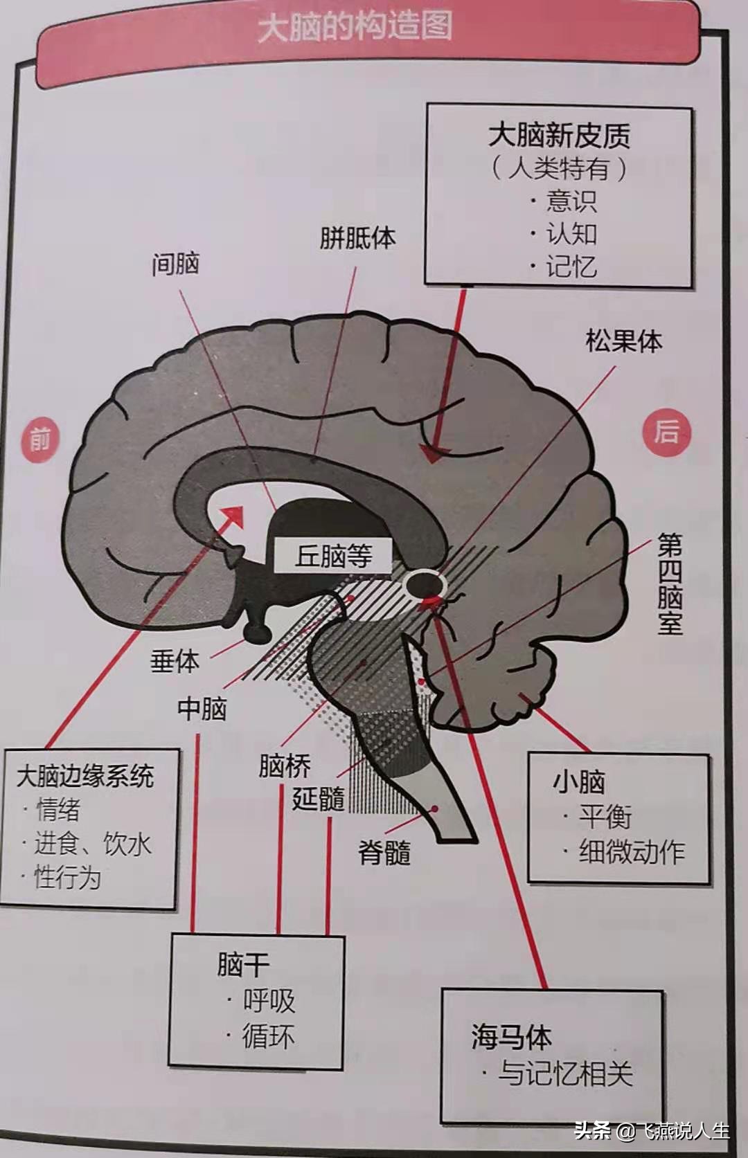 《哈佛长时记忆法》，医学研究员的秘密：记忆有诀窍，大脑可重启