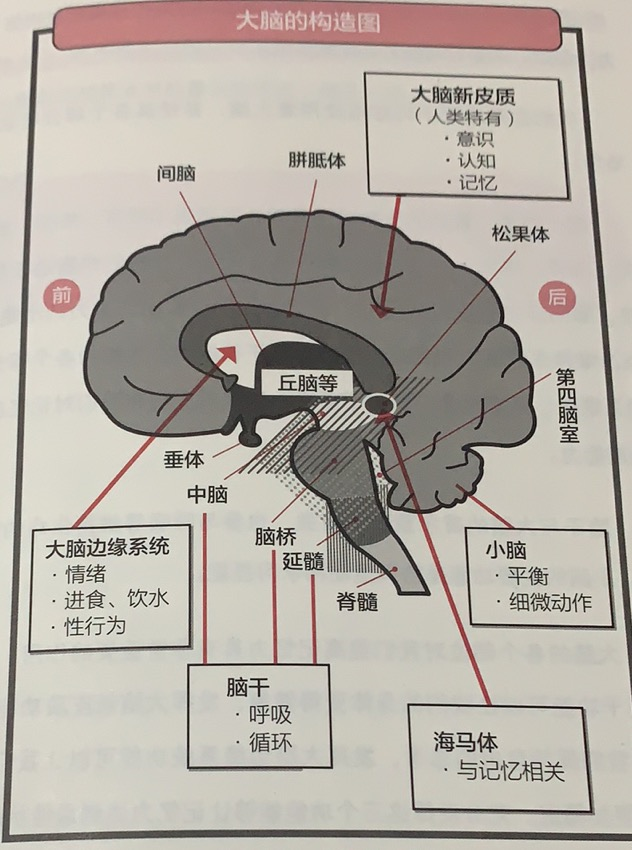 《哈佛长时记忆》：年轻人健忘，就差一个提高记忆力的好方法