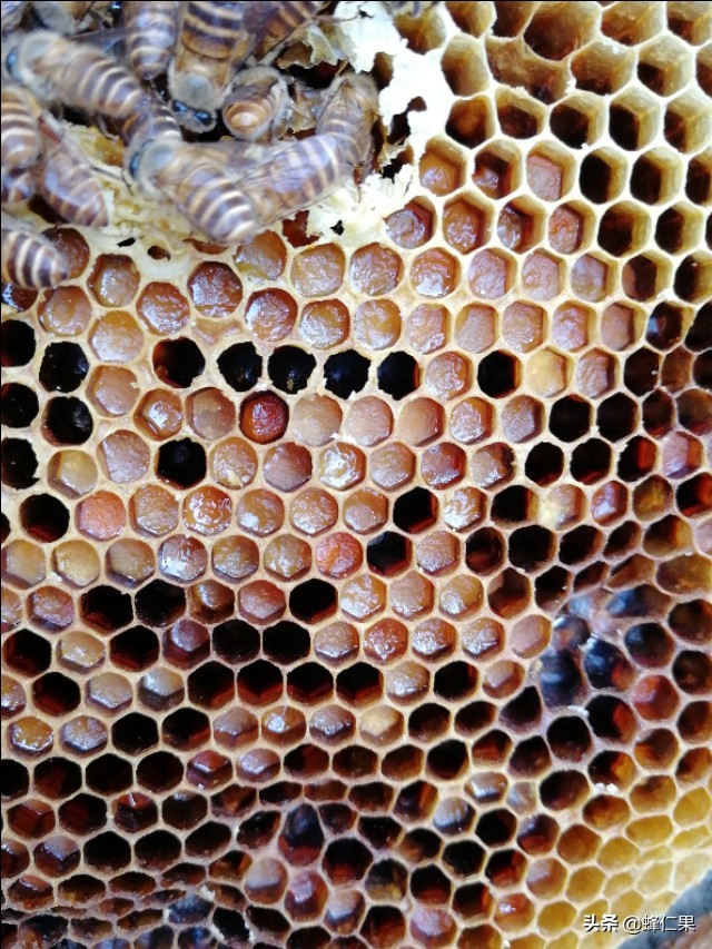 蜜蜂除了酿蜜还酿制这种花粉，你有钱也买不到，而养蜂人经常吃