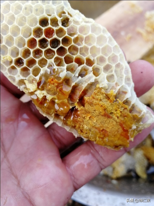 蜜蜂除了酿蜜还酿制这种花粉，你有钱也买不到，而养蜂人经常吃