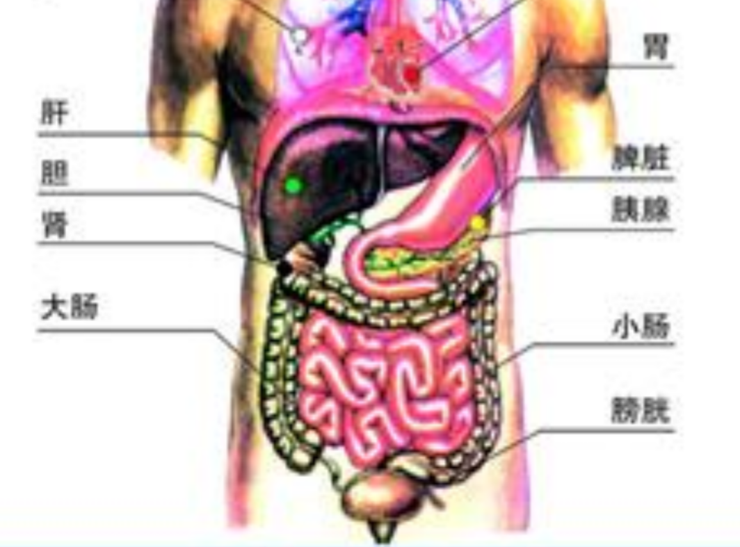 三分钟巧记十二经络名称、位置，终身不忘！