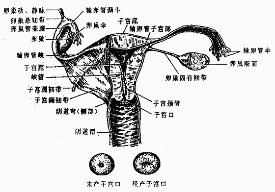 骨盆入口平面图片解剖图，人体解剖学女性生殖系统