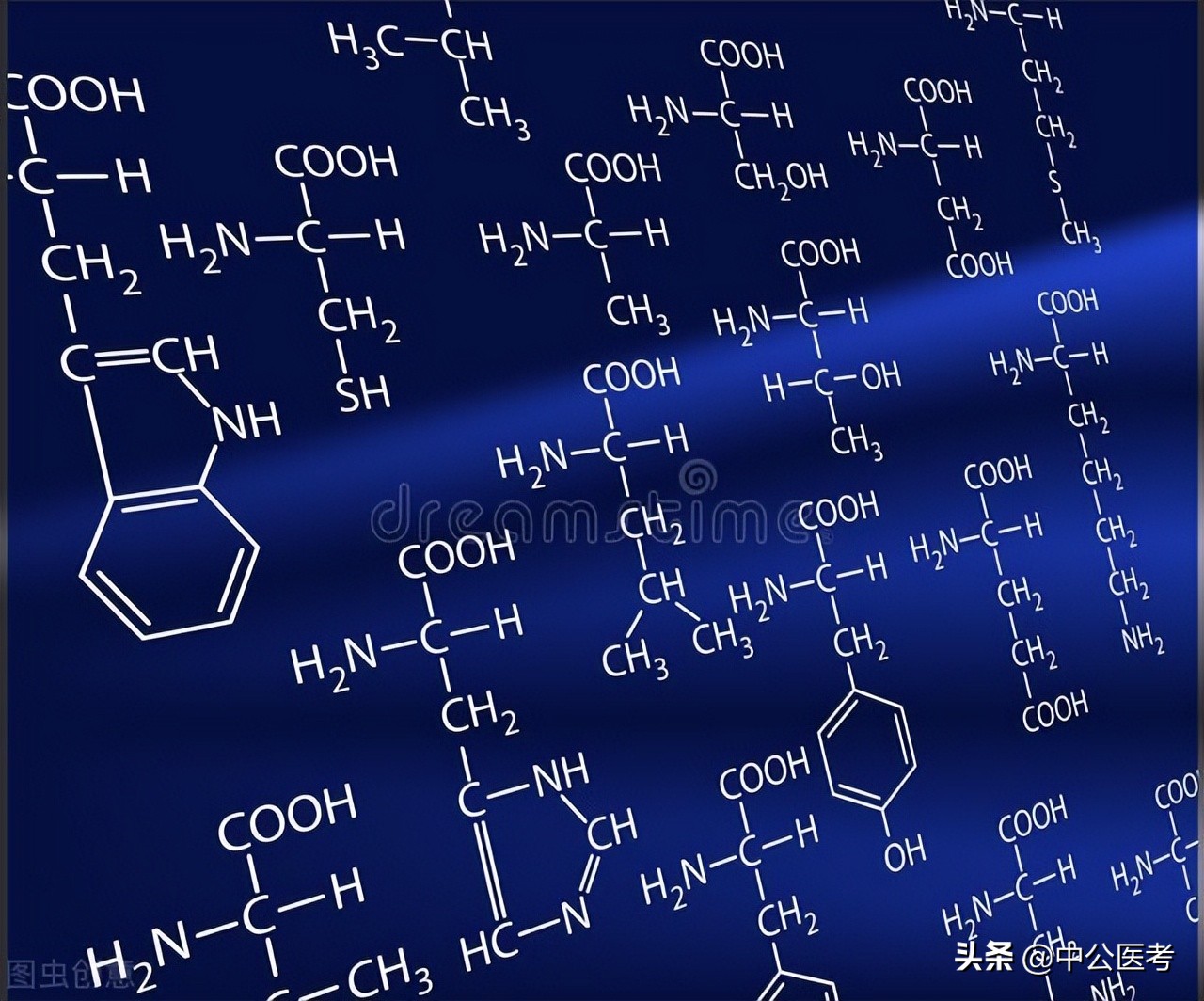 20种氨基酸三字符号记忆方法，氨基酸分类记忆口诀分享