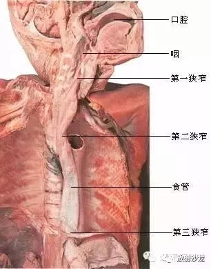 速记解剖歌诀及注释（超级精华）——消化呼吸系统