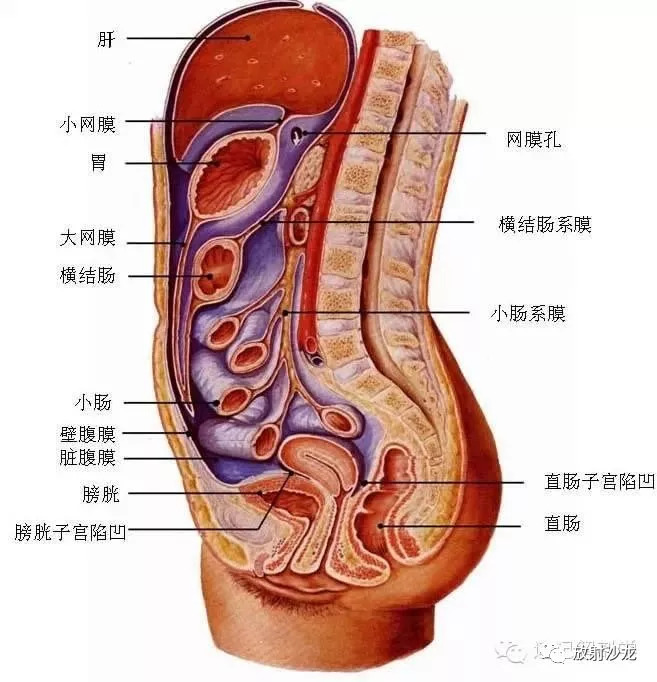 速记解剖歌诀及注释（超级精华）——消化呼吸系统