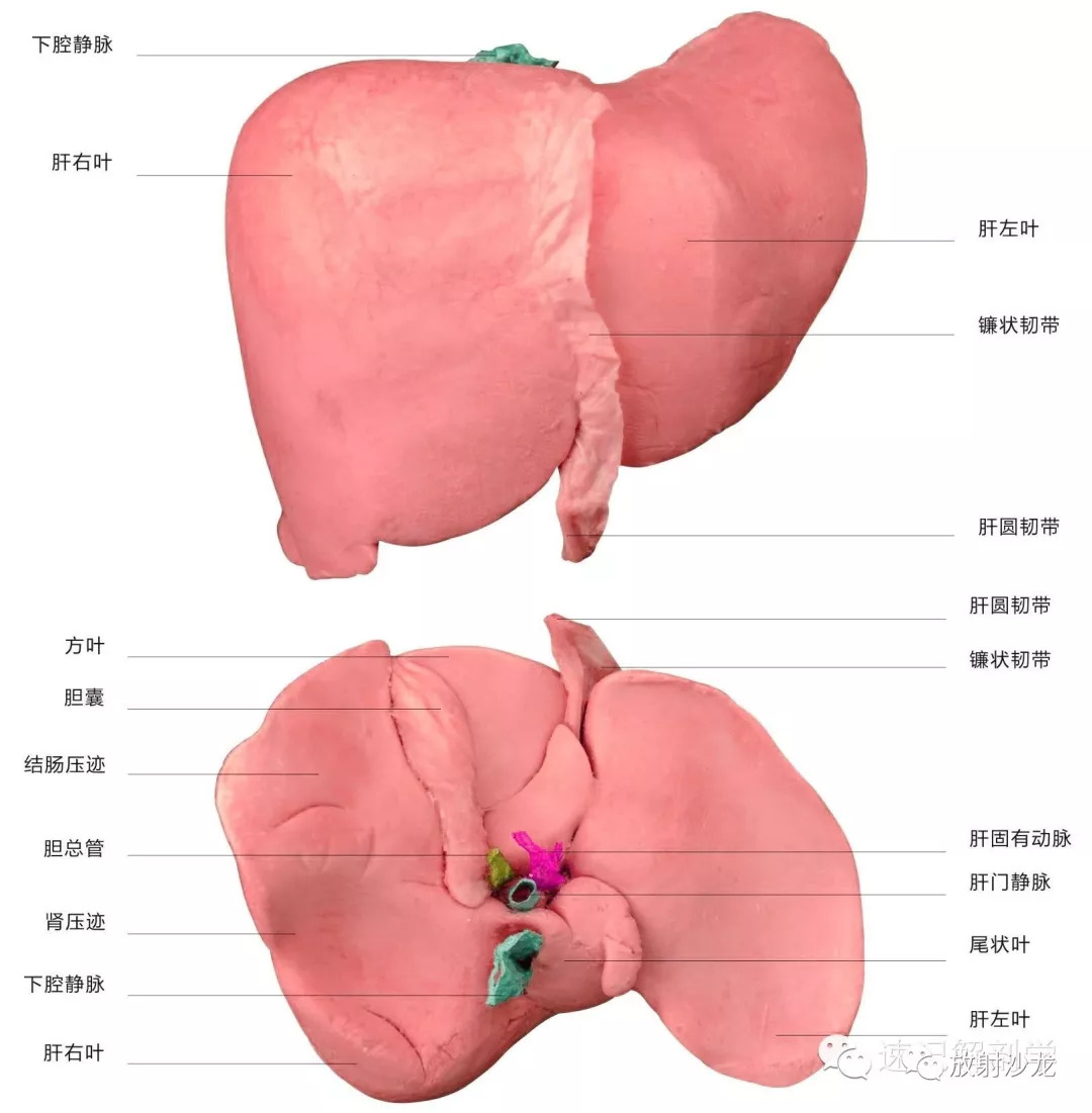 速记解剖歌诀及注释（超级精华）——消化呼吸系统