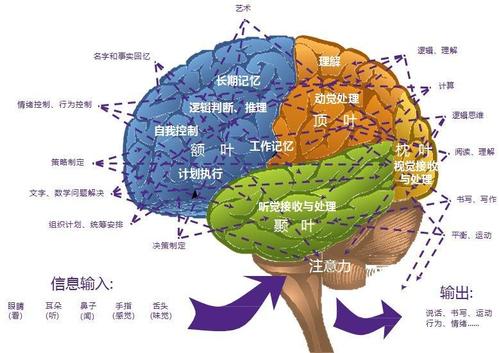 用这五招优化大脑，发挥大脑潜力，你会变得更聪明又厉害