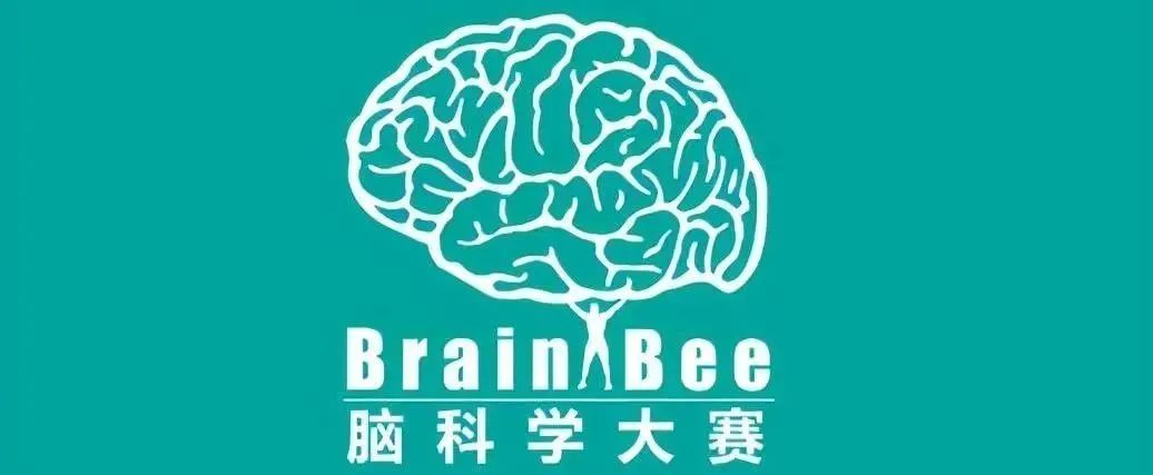 如何提高记忆力训练，生化专业热门竞赛-Brain Bee竞赛难点如何？如何报名？